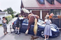 Accident de cheval