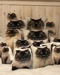 Trouvez le chat...