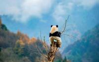 Panda troué