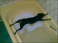 Aquaphobe