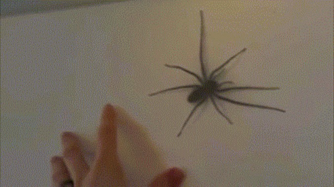 Titiller l'araignée