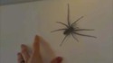Titiller l'araignée