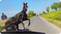 Raser un cheval