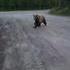 Rencontre avec un grizzli au Canada 