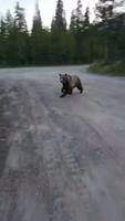 Rencontre avec un grizzli au Canada 