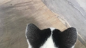 Chat d'amour 2