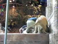 Une lionne sauve un dompteur des griffes de son mâle
