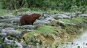 Un capybara