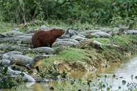 Un capybara