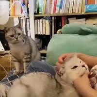 Un chat jaloux