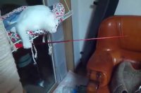 Chats autonomes