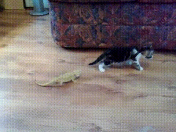 Réaction exagérée d'un chaton