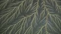 Figure de Lichtenberg