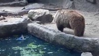 Un ours sauve un corbeau