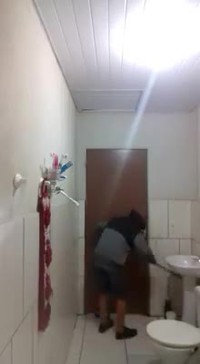La chasse au rat par un pro