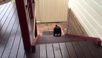 Un chien monte des escaliers