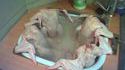 De belles poulettes dans le jacuzzi