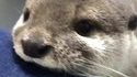 Loutre mignonne