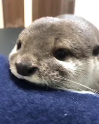 Loutre mignonne