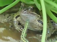 La chenille et la grenouille