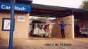 Cow wash