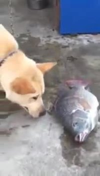 SOS poisson