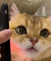 Ton pote qui t'appelle