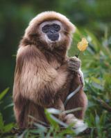 Un gibbon tenant une fleur