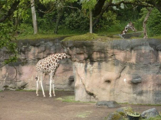 Sacree girafe.