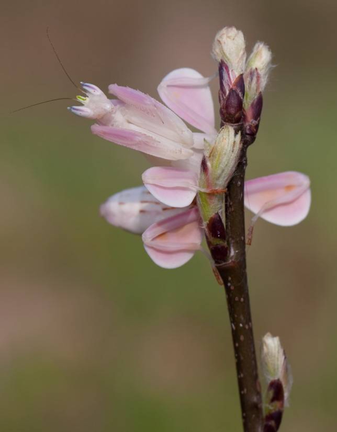 Pour attirer des proies à elle, la mante orchidée Hymenopus coronatus dispose d'une arme redoutable : elle se transforme en une fleur appétissante. Les insectes pollinisateurs malaisiens et indonésiens n'y voient que du feu. 
http://www.futura-sciences.com/planete/actualites/zoologie-mante-orchidee-redoutable-piege-ambulant-pollinisateurs-50659/