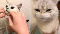 Un chat avec un masque