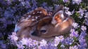 Bambi (Le Film)