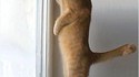 Chat curieux