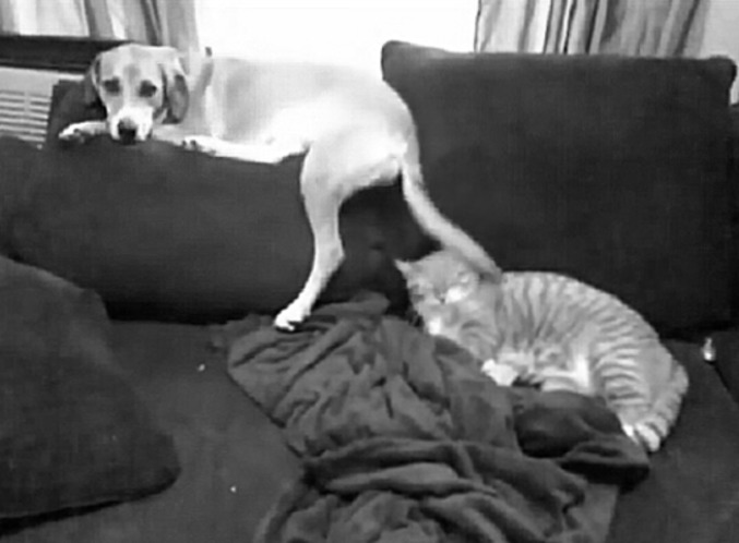 Chien Chiant