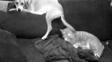 Chien Chiant