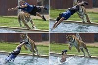 Un homme joue avec un tigre