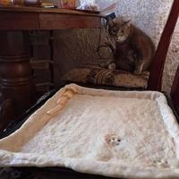 Mettre la patte à la pâte