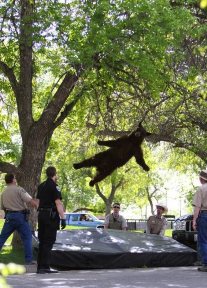 Un ours tombe d’un arbre. BOUM !