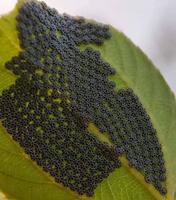 Des oeufs de papillon sur une feuille