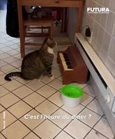 Winslow le chat pianiste