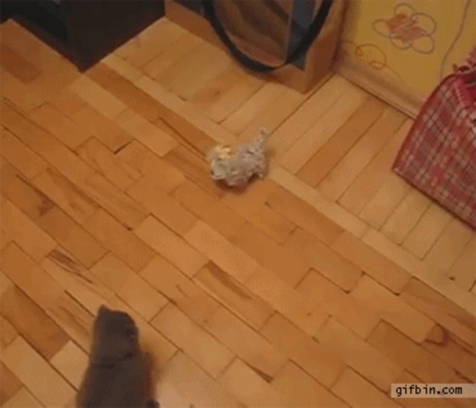 Chat ninja