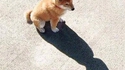 Bat-dog