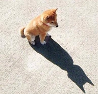 Bat-dog