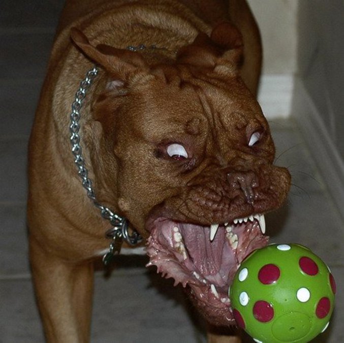 Un chien qui mord dans une balle verte