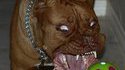 Chien bizarre