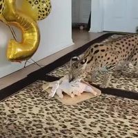 Fêter l’anniversaire de pepette c’est une idée mignonne.