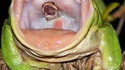 La grenouille à grande bouche a bien grandi