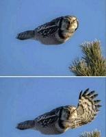 Salut !... Merci photoshop !...