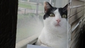 Pancarte de la honte pour chat indigne