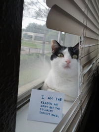 Pancarte de la honte pour chat indigne